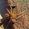 Eratigena sp.